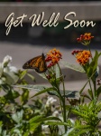 Get Well Butterfly Card