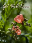 Get Well Flower Card