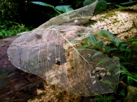 Giant Dried Leaf - Tropical Forest