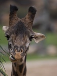 Giraffe Portrait Vertical