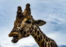 Giraffe Reaching To Get Food
