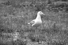 Gull In A Meadow