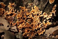 Gold Fungi On Tree Base