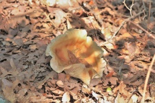 Gold Mushroom Holding Leaf