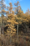 Golden Tamarack Tree