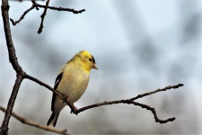 Goldfinch On Branch In Winter
