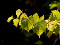 Grape Leaves In Afternoon Sun