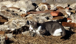 Gray And White Cat Playing In Rocks