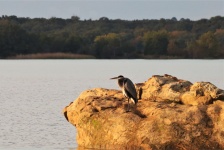 Great Blue Heron On Rock At Lake