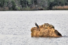 Great Blue Heron On Rock In Lake