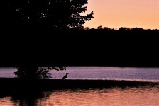 Great Blue Heron Sunset Silhouette