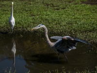 Great White Egret And Blue Heron