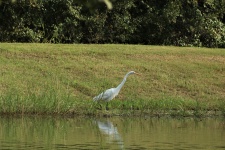 Great White Egret At Pond 2