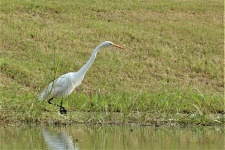 Great White Egret At Pond Close-up