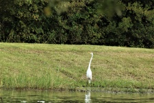 Great White Egret At Pond
