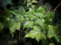 Green Ivy Leaves