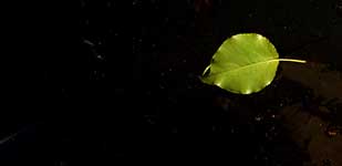 Green Leaf, Dark Water