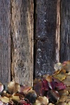 Grunge Fence With Fall Leaves