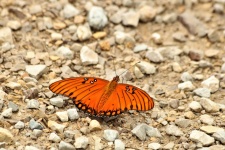 Gulf Fritillary Butterfly On Rocks