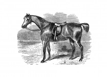 Horse Vintage Drawing