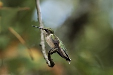 Hummingbird On Tree Branch
