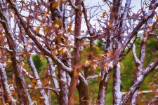 Impressionist Autumn And Snow