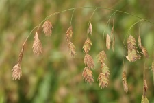 Inland Sea Oats Background