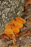 Jack-O-Lantern Mushrooms In Fall