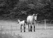 Mare And Foal In The Meadow