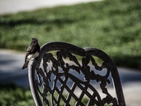 Junco Bird Perched