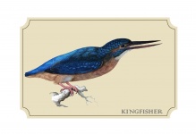 Kingfisher Bird Vintage Art