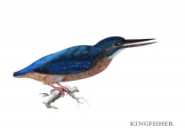 Kingfisher Bird Vintage Art