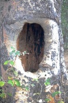 Large Hollow In The Trunk Of A Tree