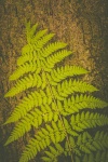 Leaf Of Fern