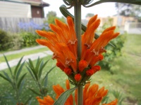 Lion's Tail Or Lion's Ear