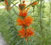 Lion's Tail Or Lion's Ear