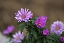 Little Purple Asters Close-up