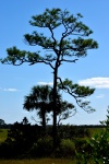 Lone Tree Background