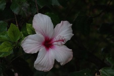 Lonely Pink Hibiscus Flower