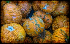 Lumpy Pumpkins Background
