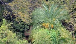 Lush Tropical Vegetation