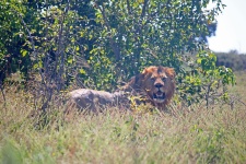 Male Lion Facing Forward
