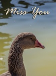 Miss You Goose Card