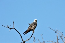 Mississippi Kite Bird In Tree