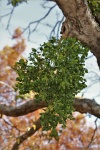 Mistletoe In Tree In Fall