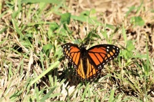 Monarch Butterfly In Grass 2