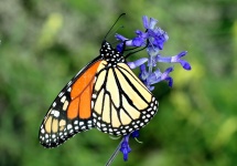 Monarch Butterfly On Blue Salvia 2