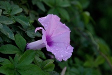 Morning Glory Flower In Rain