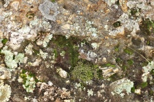 Moss And Lichens Background