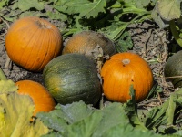 Multi-Colored Pumpkins U-Pick